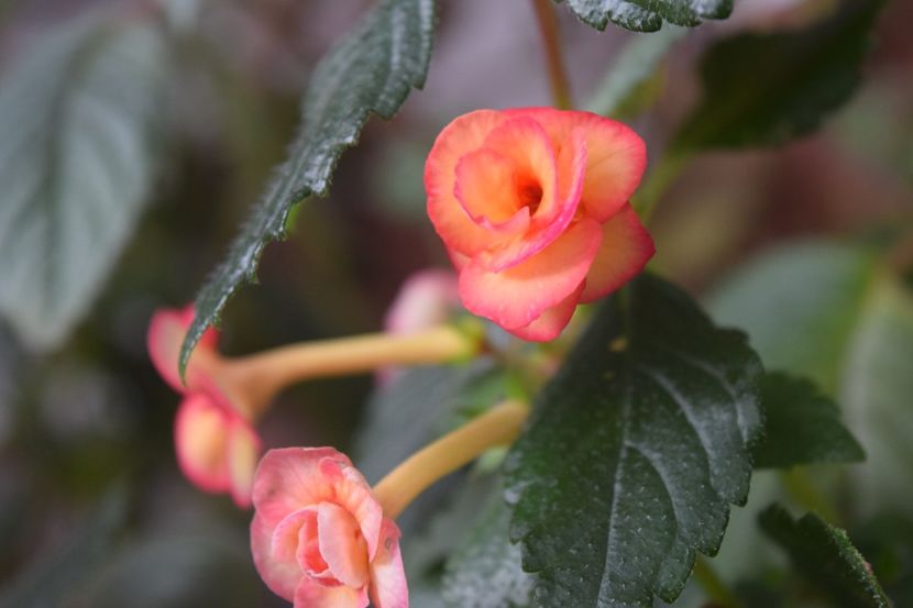  - Achimenes 2018