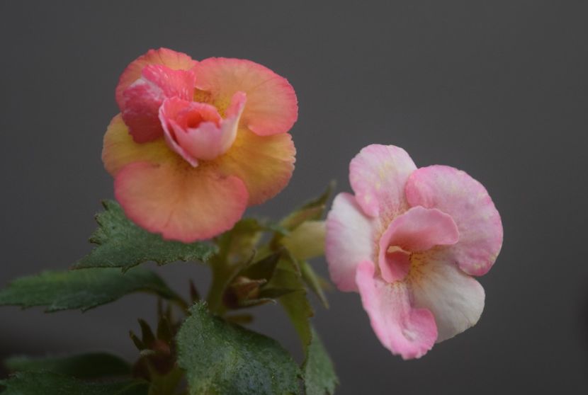 Cytro - Achimenes 2018