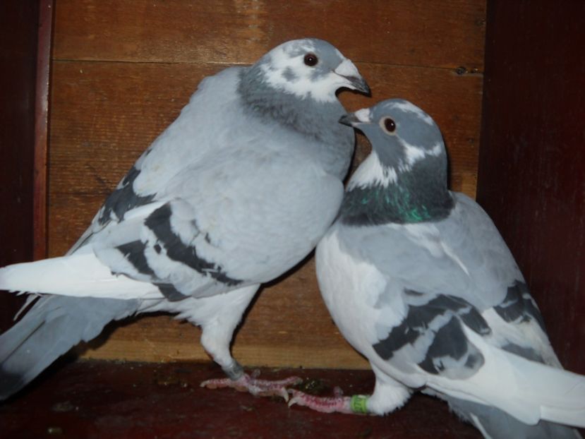  - UNDEVA IN SUCEAVA arhiva