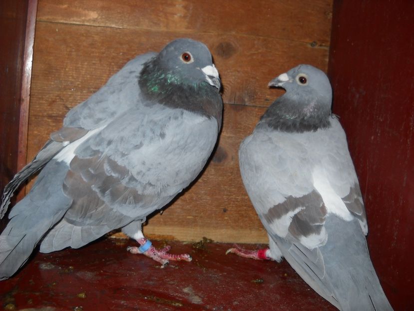  - UNDEVA IN SUCEAVA arhiva