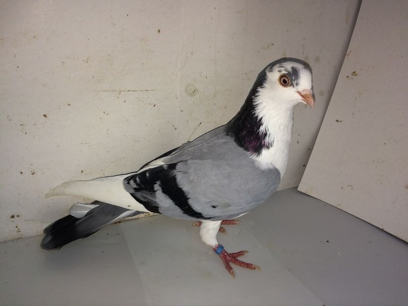 7133  femelă  2018_1 - tineret 2018