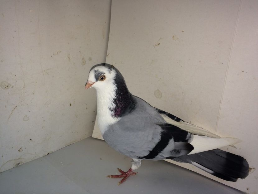 7133  femelă  2018_2 - tineret 2018