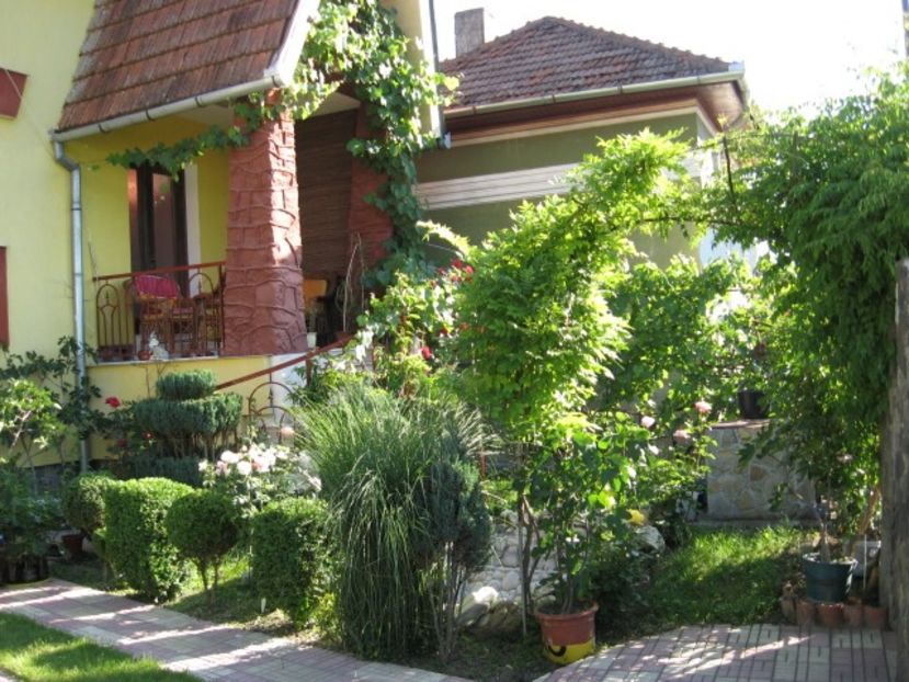 s-a uscat total. - 3 ARBUSTI FRUCTIFERI SI ORNAMENTALI