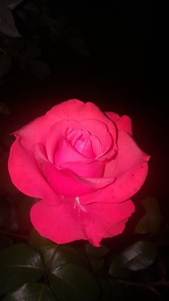 received_183820795827275 - Trandafiri 2018