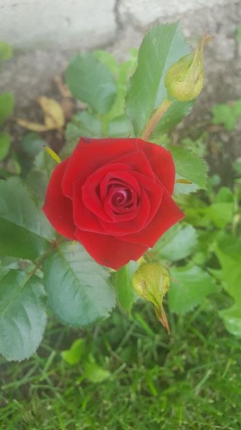 received_465147437344806 - Trandafiri 2018