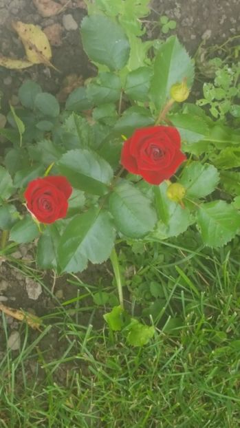 received_2115319808528899 - Trandafiri 2018