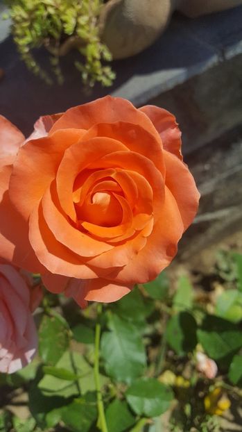 received_327307471381818 - Trandafiri 2018