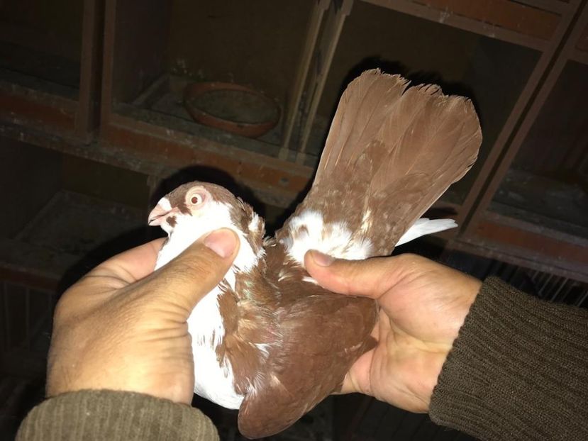 IMG-20181024-WA0065 - Galateni pe Rosu pentru 2019