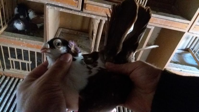  - Galateni pe Rosu pentru 2019