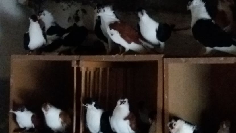  - Galateni pe Rosu pentru 2019