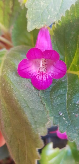  - Smiticodonia Heartland Joy multumesc Monica