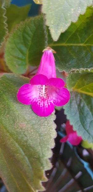  - Smiticodonia Heartland Joy multumesc Monica