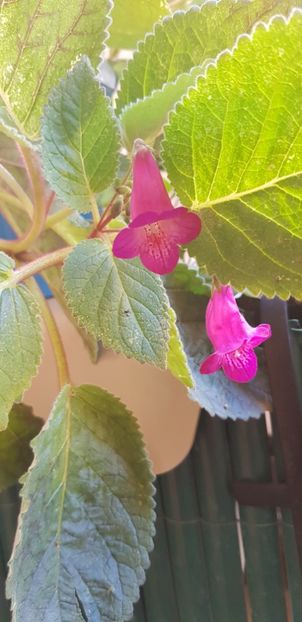  - Smiticodonia Heartland Joy multumesc Monica