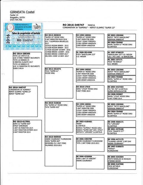 Pedigree 3 x Super 61 - 2018 Licitatii Ro