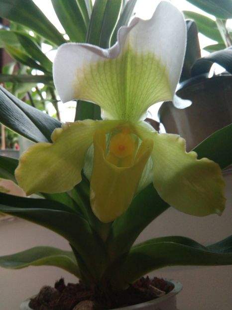 Paphio Dorama - florile mele dragi