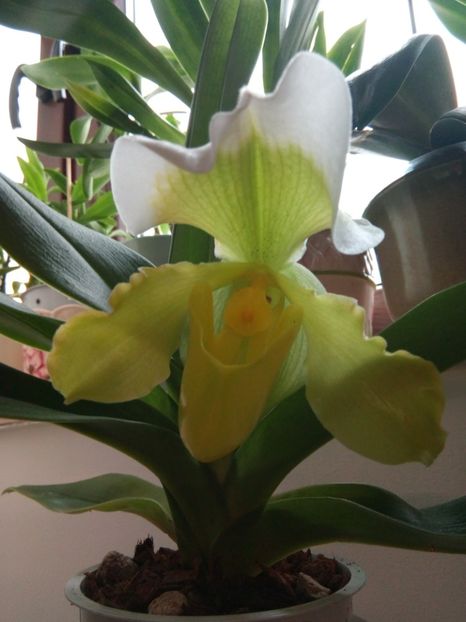  - florile mele dragi