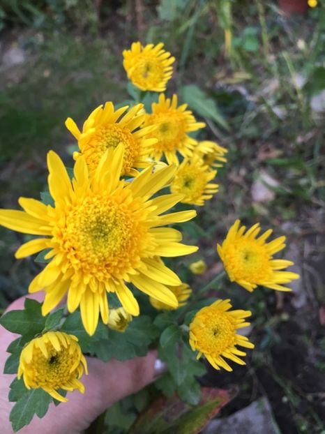 C6DB0562-96E4-4DCF-AB2C-0E109D8481E9 - Crizanteme 2018