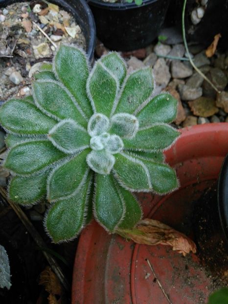 echeveria setosa - schimb