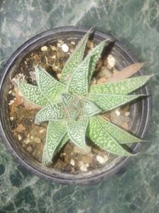 ALOE ARISTATA - schimb