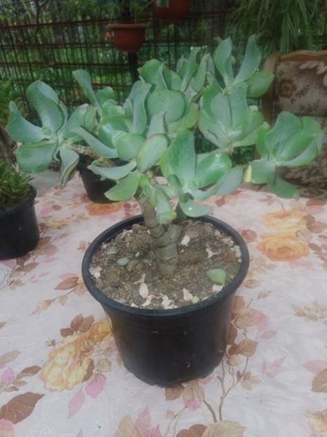 CRASSULA.jpg 2 - schimb