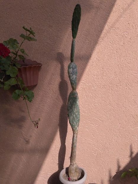 OPUNTIA SP. 2 - schimb