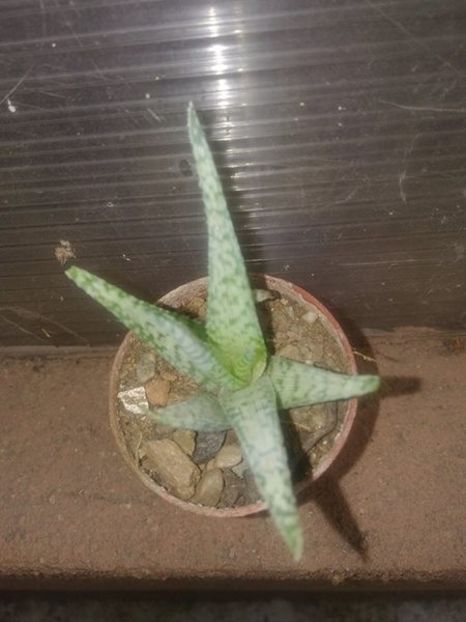 Aloe rauhii CV. Snowstorm - schimb