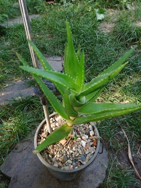 ALOE SP - schimb