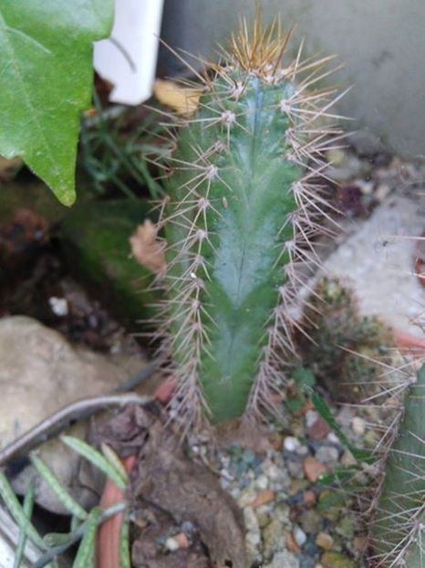 Cereus azureus - schimb