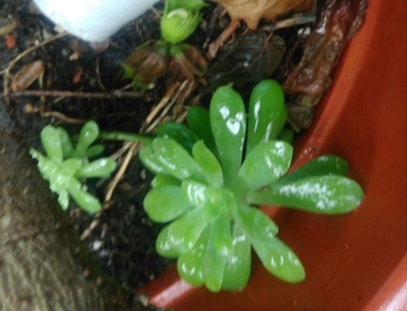 Sedum palmeri - schimb