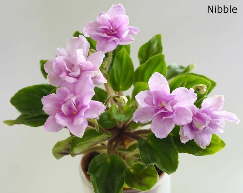 nibble ( frunza clackamus) - Dorinte violete