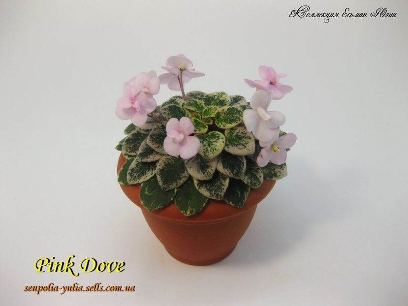 pink dove 1 - Dorinte violete