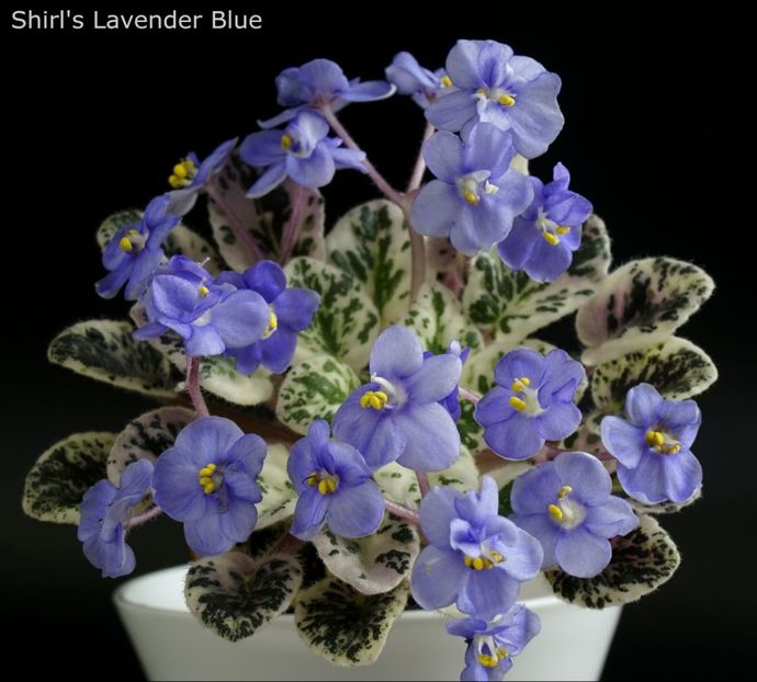 Shirl's Lavender Blue (S.Sanders) - Dorinte violete