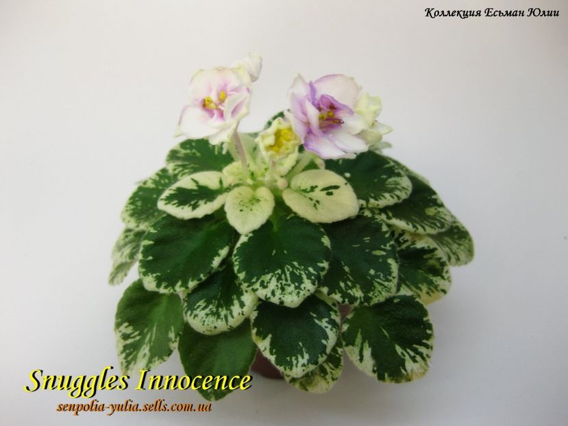 snuggles innocence - Dorinte violete