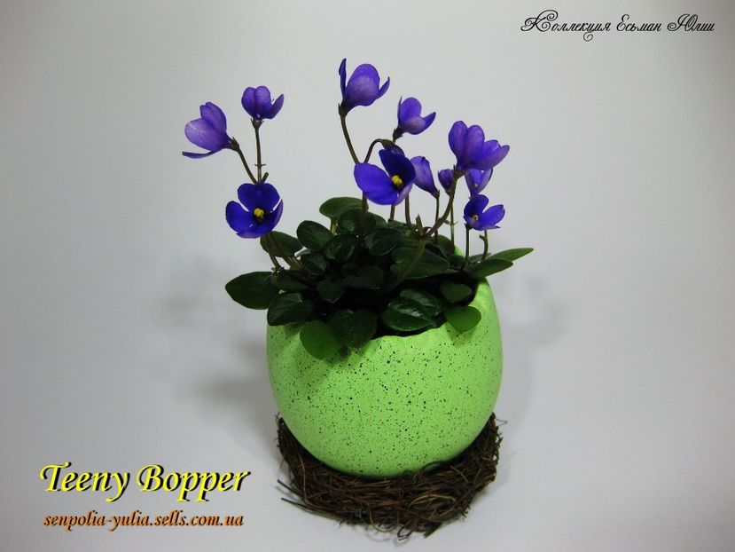 teeny bopper - Dorinte violete