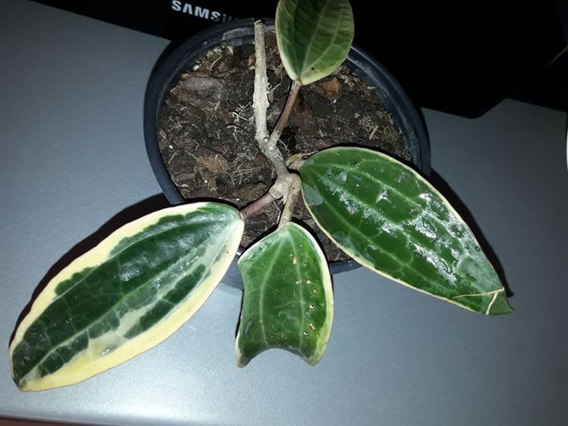 Hoya macrophylla - Hoya