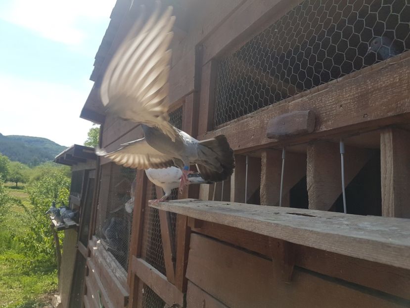  - 1 RECONSTRUCTIE VOLIERA