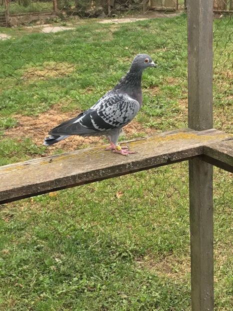 028 - Zburatori 2018