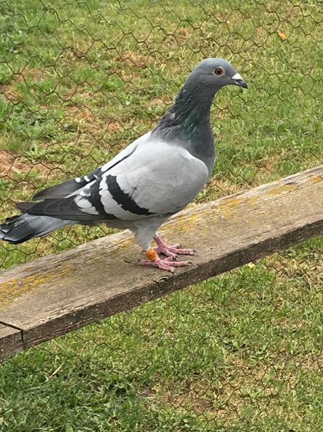 regensburga - Zburatori 2018
