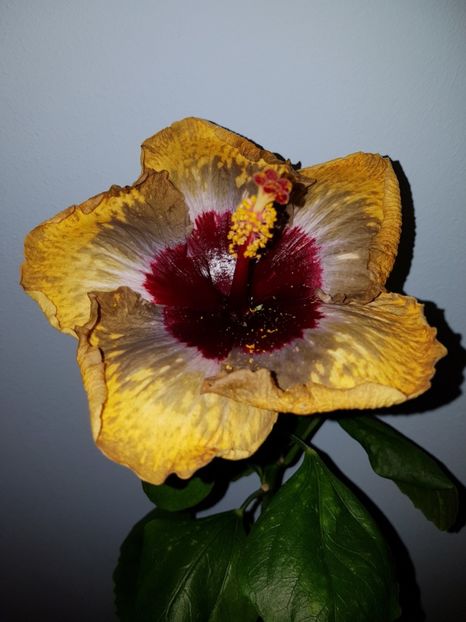  - Hibiscus Shiva