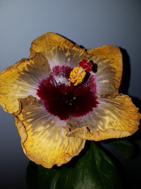  - Hibiscus Shiva