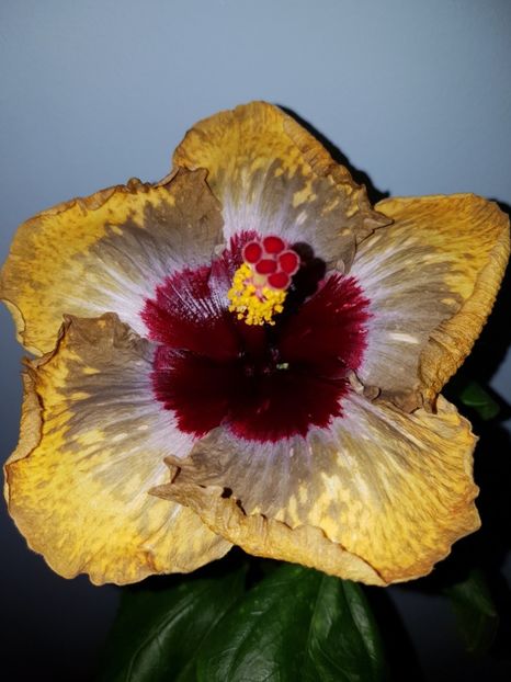  - Hibiscus Shiva