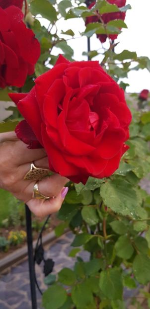  - Trandafiri fermecatori