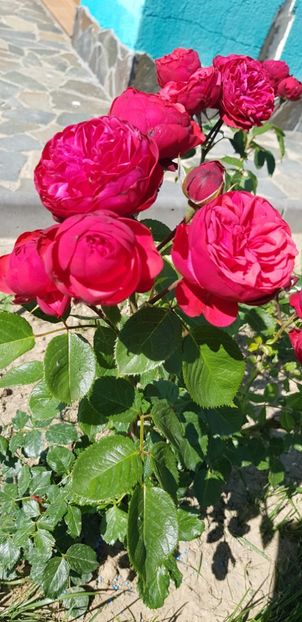  - Trandafiri fermecatori