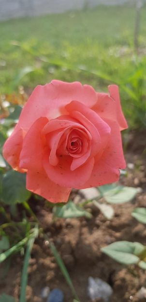  - Trandafiri fermecatori