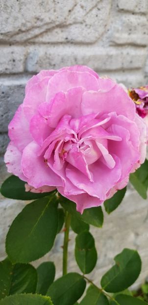  - Trandafiri fermecatori