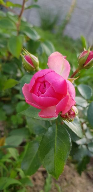  - Trandafiri fermecatori