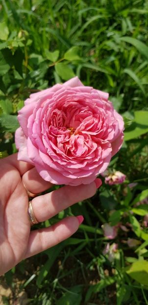  - Trandafiri fermecatori