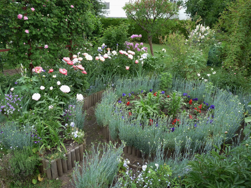 15.05.2018 - Garofite