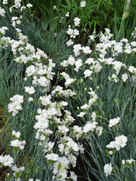 21.05.2018 - Garofite