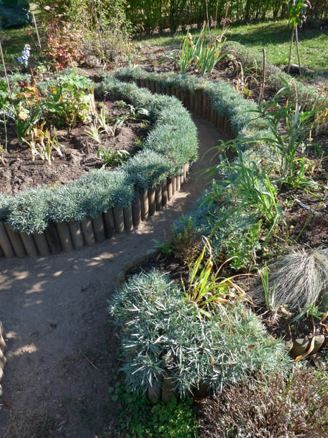 Octombrie - Garofite